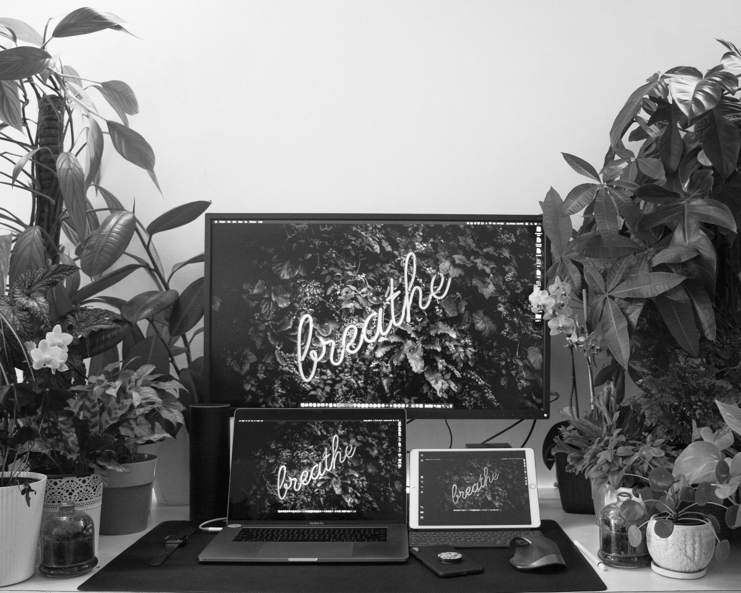 black flat screen tv turned on near green indoor plant